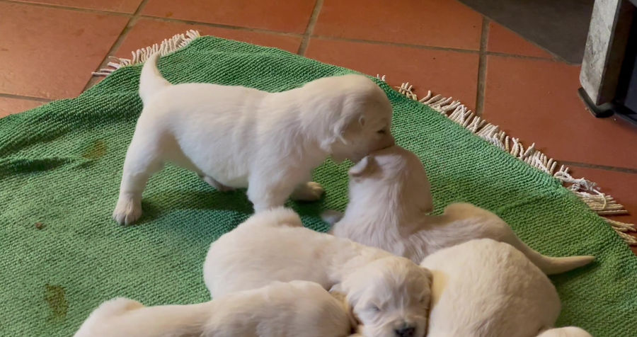 Première petit bagarre